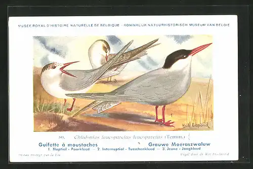 Künstler-AK Hubert Dupond: Vogel der Art Chlidonias leucopareius leucopareius (Temm.)