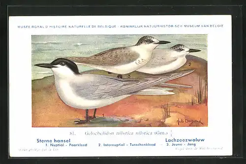 Künstler-AK Hubert Dupond: Vogel der Art Gelochelidon nilotica nilotica