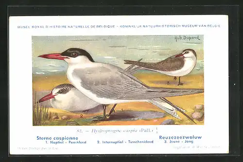 Künstler-AK Hubert Dupond: Vogel der Art Hydroprogne caspia (Pall.)