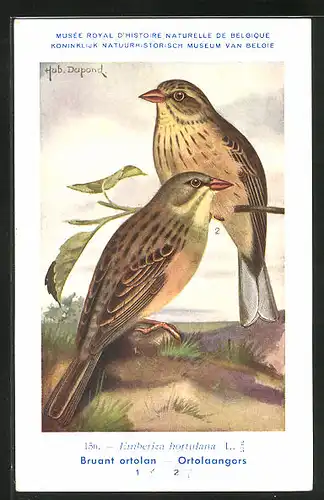 Künstler-AK Hubert Dupond: Ortolaangors, Emberiza hortulana