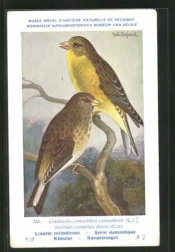 Künstler-AK Hubert Dupond: Kneuter, Kanievogel, Carduelis cannabina cannabina, Serinus canarius domesticus