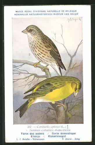 Künstler-AK Hubert Dupond: Elssijs, Kanarievogel, Carduelis spinus, Serinus canarius domesticus