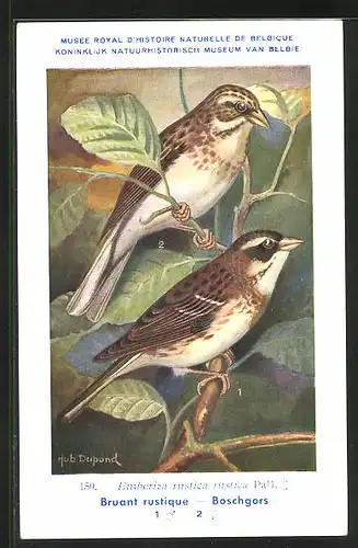 Künstler-AK Hubert Dupond: Boschgors, Emberiza rustica rustica Pall.