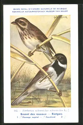 Künstler-AK Hubert Dupond: Rietgors, Emberiza schoeniclus schoeniclus