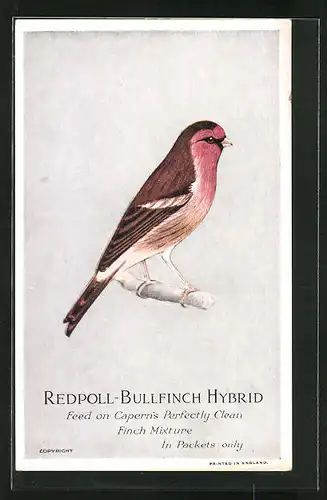 Künstler-AK Redpoll-Bullfinch Hybrid, Feed on Caperns Perfectly Clean Finch Mixture