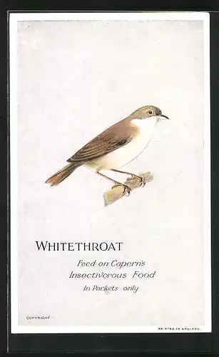 Künstler-AK Whitethroat, Feed on Capern`s Insectivorous Food