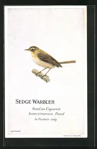 Künstler-AK Sedge Warbler, Feed on Capern`s Insectivorous Food