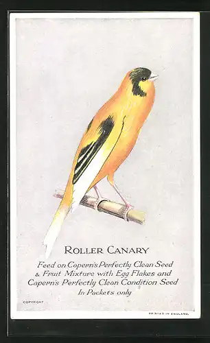 Künstler-AK Roller Canary, Feed on Capern`s Perfectly Clean Seed & Fruit Mixture