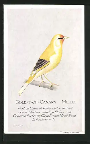 Künstler-AK Goldenfinch-Canary Mule, Feed on Capern`s Perfectly Clean Seed & Fruit Mixture