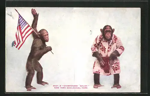 AK New York, Zoological Park, Chimpanzee Baldy, Affe