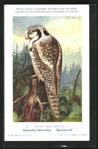 Künstler-AK Hubert Dupond: 72. Surnia ulula ulula, Sperweruil, Vogel