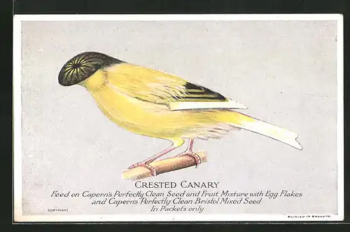 AK Crested Canary, Kanarienvogel mit Haube auf einer Stange