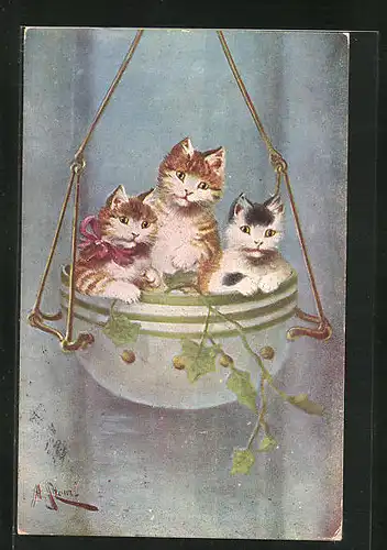 Künstler-AK Katze, drei Miezen in einem Topf