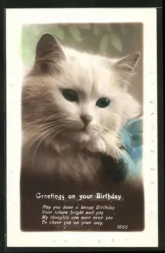 Präge-AK Katze, Geburtstagsgrüsse einer weissen Katze mit blauer Schleife