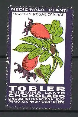 Reklamemarke Tobler Suisiana Lakto Chokolade, Medicinala Planti: Fructus Rosae Caninae, Serie XIX, Bild 220