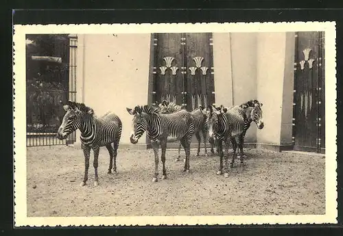 AK Anvers, Jardin Zoologique, Zebres de Grevy