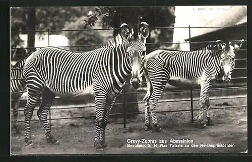 AK Berlin, Grevy-Zebras aus Abessinien, Geschenk S.H. Ras Tafaris an den Reichspräsidenten