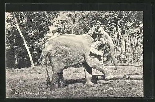 AK Ceylon, Elephant at Work