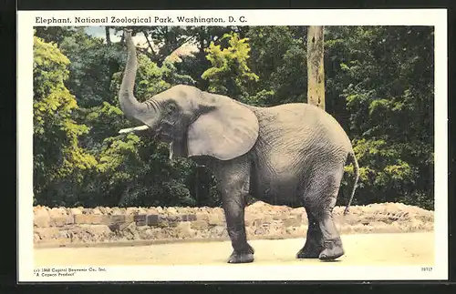 AK Washington, D.C., National Zoological Park, Elephant