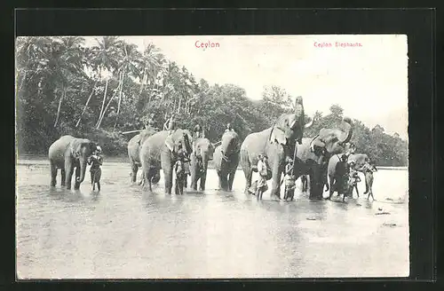 AK Ceylon, Elephants in River