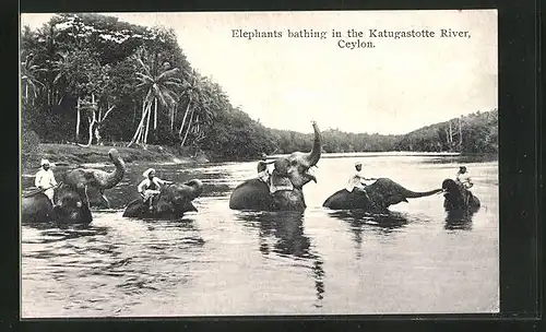 AK Ceylon, Elephants bathing in the Katugastotte River