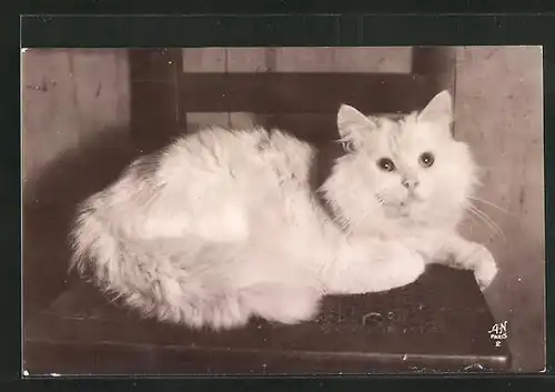 AK Katze Persan Blanc auf Stuhl liegend