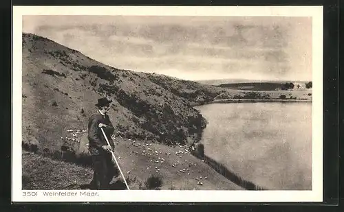 AK Daun /Eifel, Schäfer am Weinfelder Maar