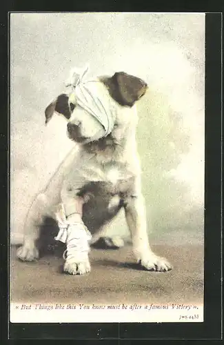 AK Kleiner verletzter Hund mit Verbänden, But Things like this You know...