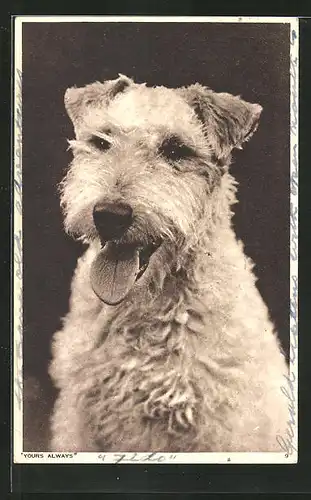 AK Yours always, Weisser Terrier mit raushängender Zunge