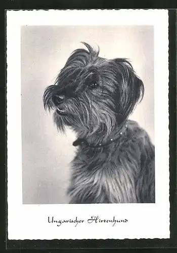 AK Ungarischer Hirtenhund