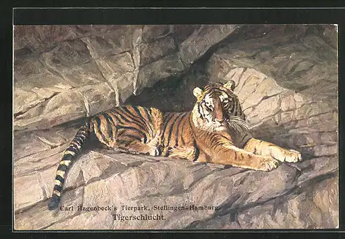 AK Stellingen-Hamburg, Carl Hagenbeck`s Tierpark, Tigerschlucht