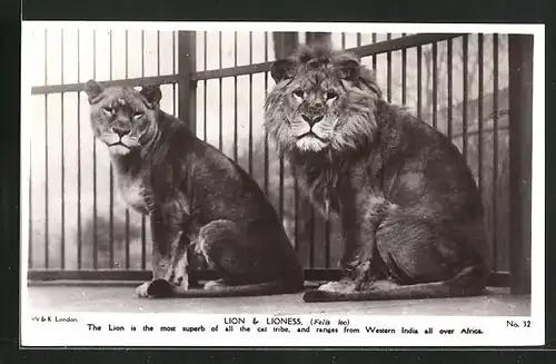 AK Lion & Lioness, Löwen im Zwinger