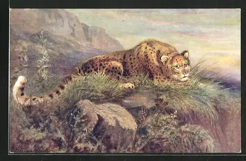 Künstler-AK Leopard auf der Lauer