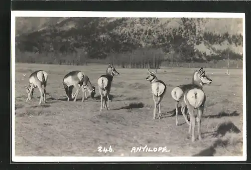 AK Anitlopen in der Steppe