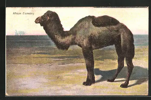 AK African Dromedary, Afrikanisches Dromedar