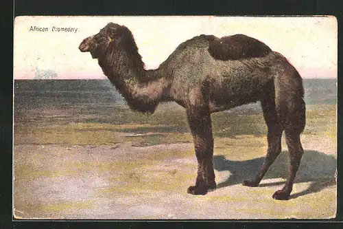 Künstler-AK African Dromedary, Afrikanisches Dromedar