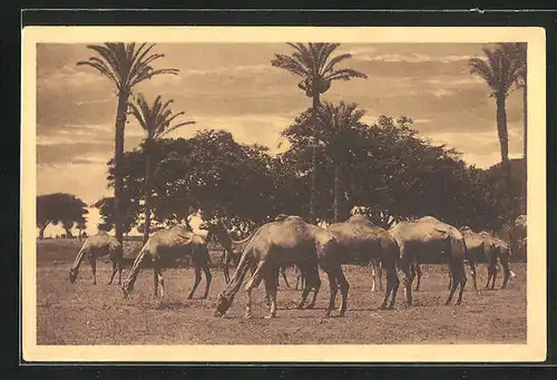 AK Grasende Dromedarherde, Dattelpalmen