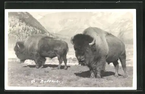 AK Buffalo, Bisonbüffel