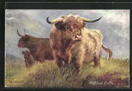 Künstler-AK Highland Cattle, Schottisches Hochlandrind