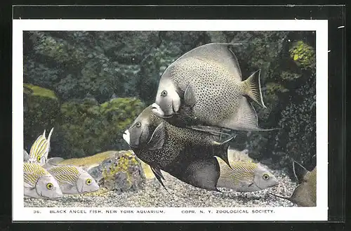 AK New York Aquarium, Black Angel Fish