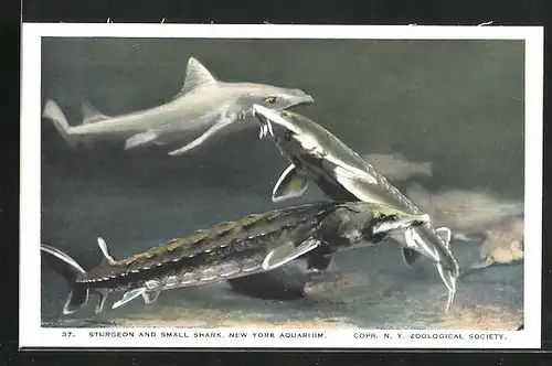 Künstler-AK New York Aquarium, Sturgeon and Small Shark