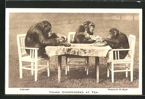 AK Junge Schimpansen beim Tee