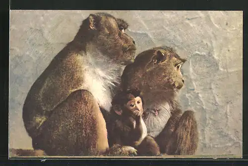 AK Javanische Affen mit Nachwuchs