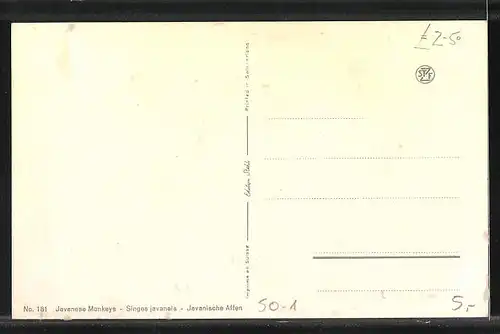 AK Javanische Affen mit Nachwuchs