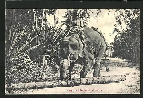 AK Ceylon Elefant bei der Arbeit