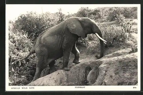 AK Afrikanischer Elefant bewegt sich einen Hang hinauf