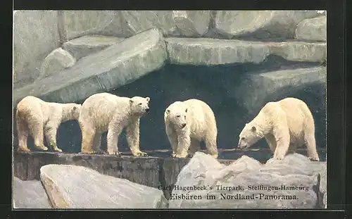 AK Hamburg-Stellingen, Carl Hagenbecks Tierpark, Eisbären