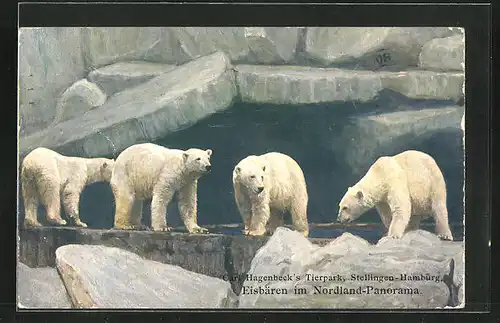 AK Hamburg-Stellingen, Carl Hagenbecks Tierpark, Vier Eisbären