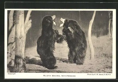 AK Sloth Bears, Whipsnade, Kämpfende Lippenbären