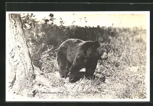 AK Bär im Jasper National Park